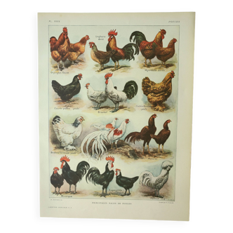 Gravure ancienne 1922, Poules 2, coq, races, basse-cour, ferme • Lithographie, Planche originale