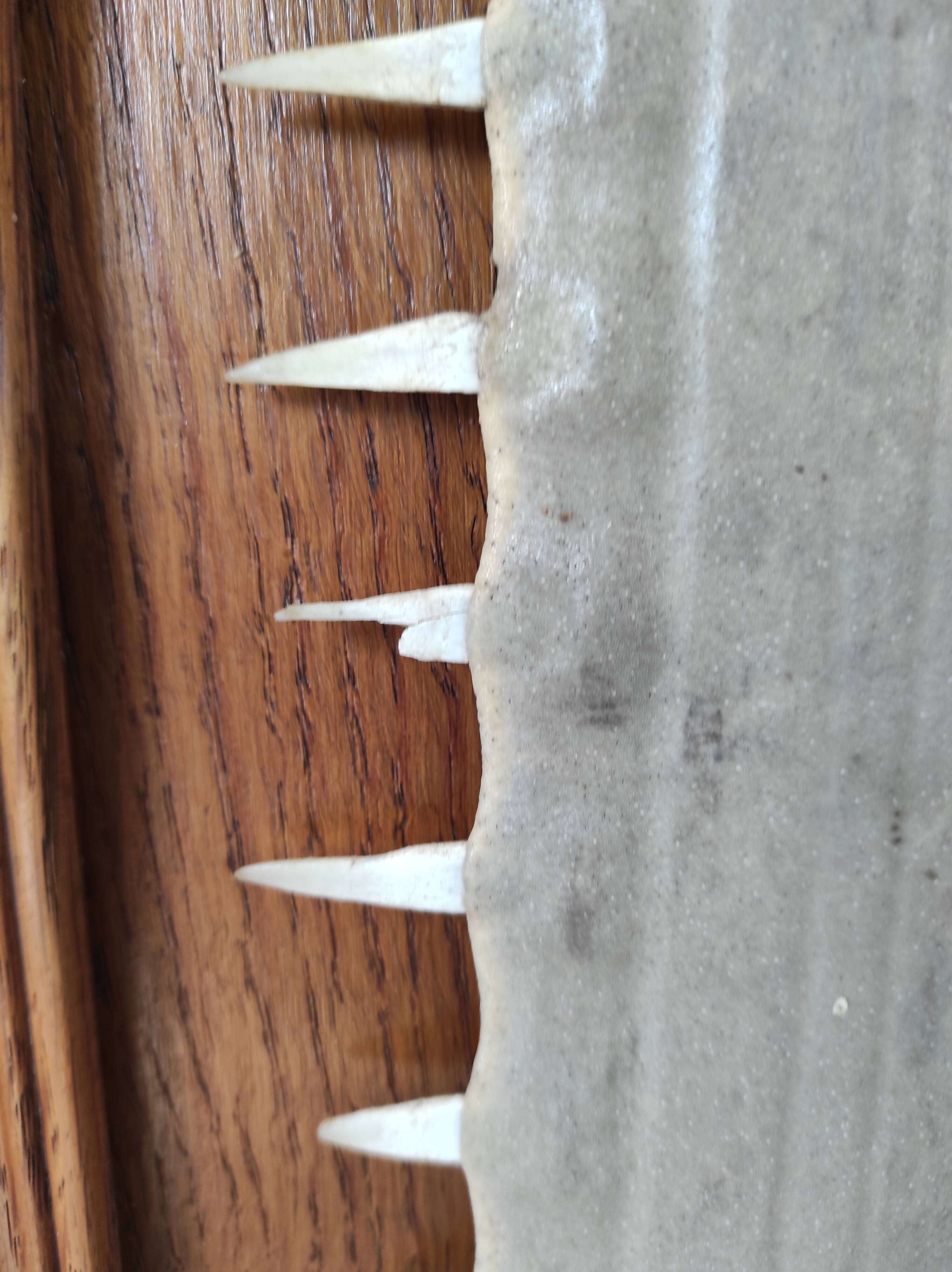 Sawfish rostrum