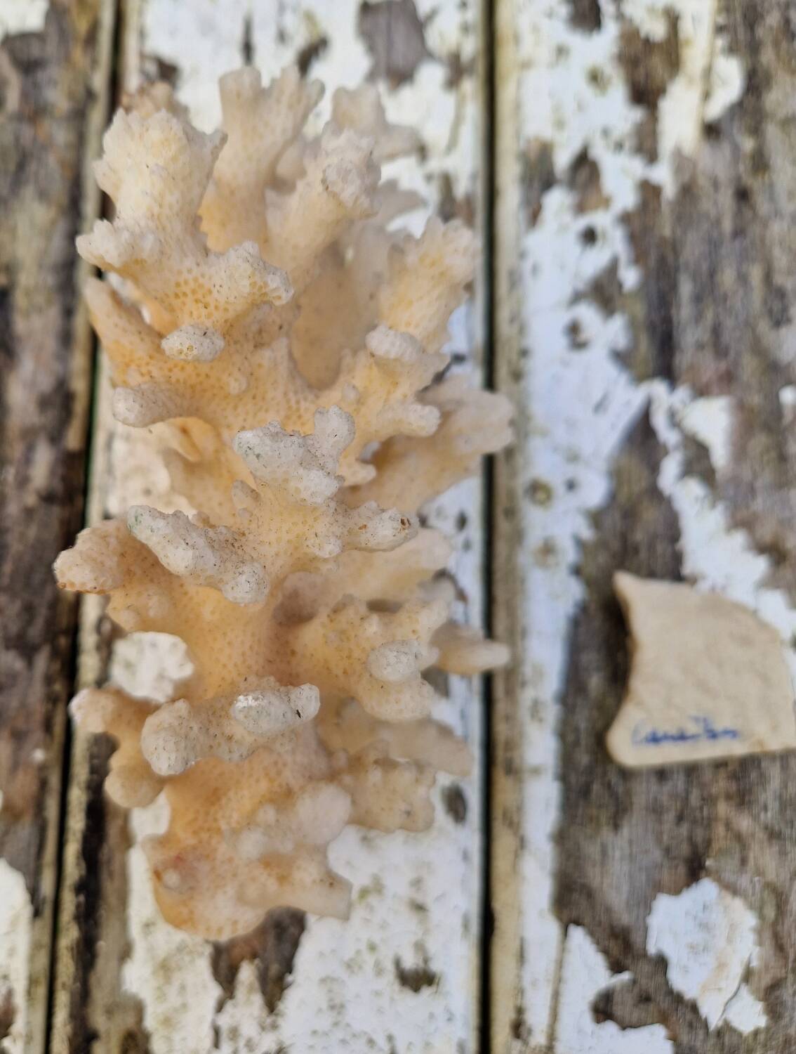 Ancient Caribbean Coral