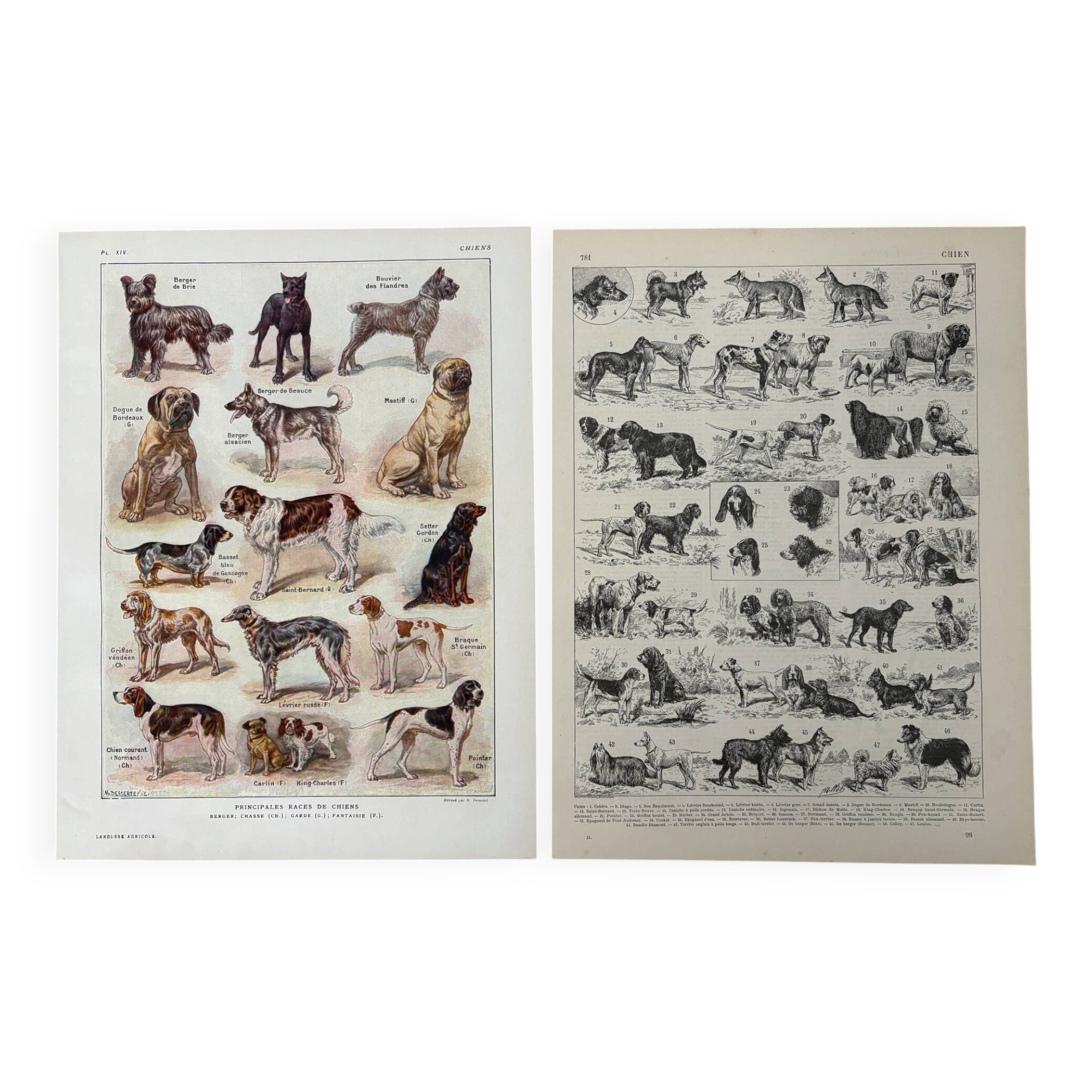 Réservé Julia - 2 planches illustrées sur les chiens