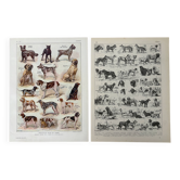 Reserved Julia - 2 illustrated boards on dogs