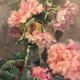 François Félix Roubaud Nature morte huile sur panneau de bois bouquet roses pivoines XIX