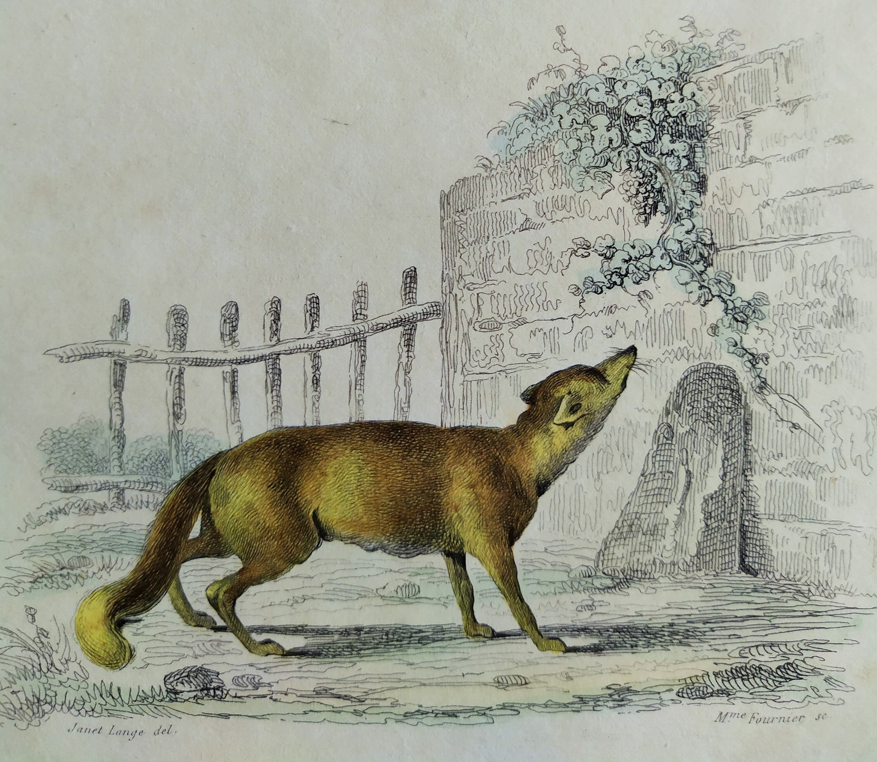 Planche zoologique originale " Loup - Renard " Buffon 1840