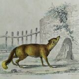 Planche zoologique originale " Loup - Renard " Buffon 1840