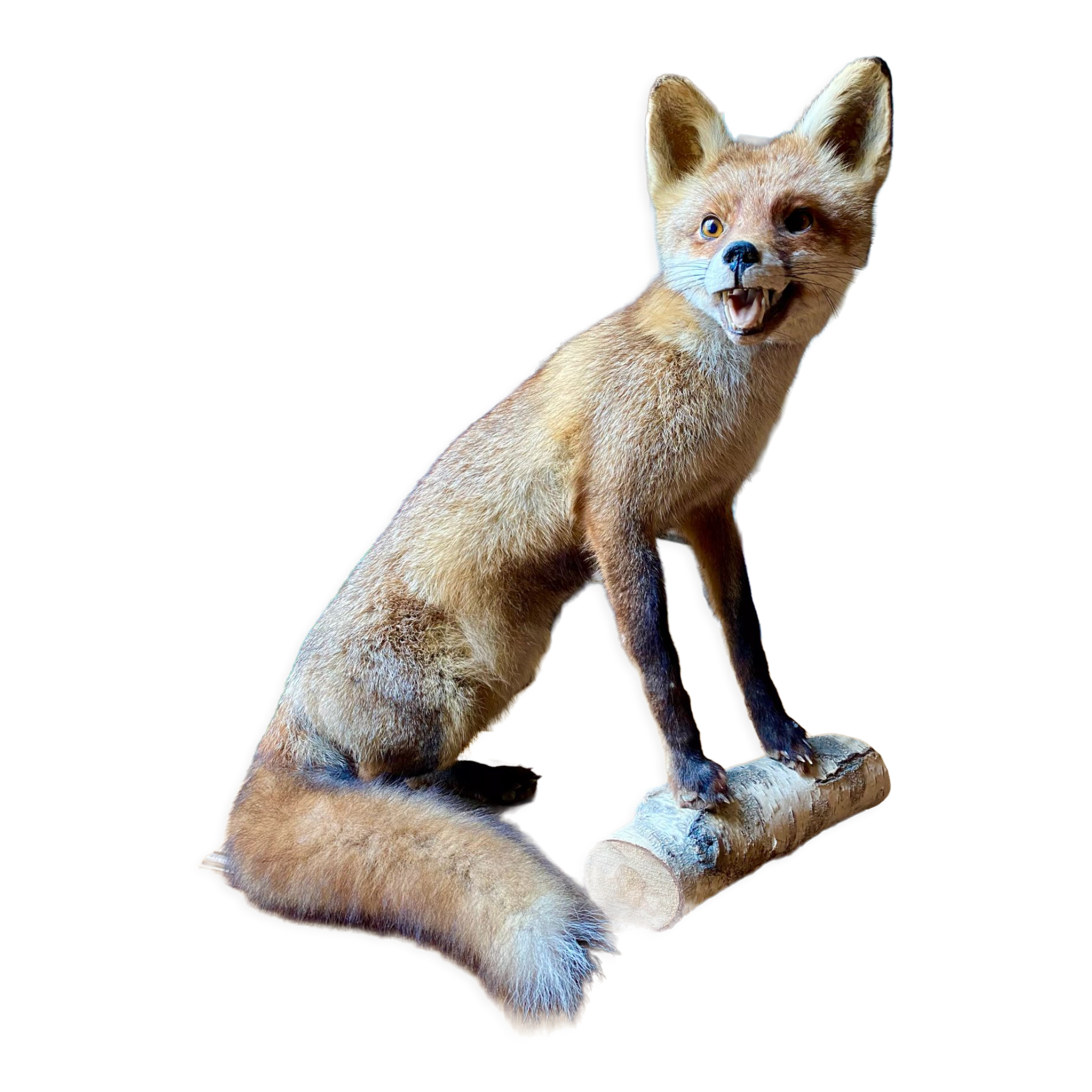 Red fox taxidermy