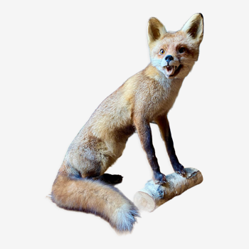 Red fox taxidermy