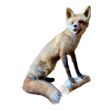 Red fox taxidermy
