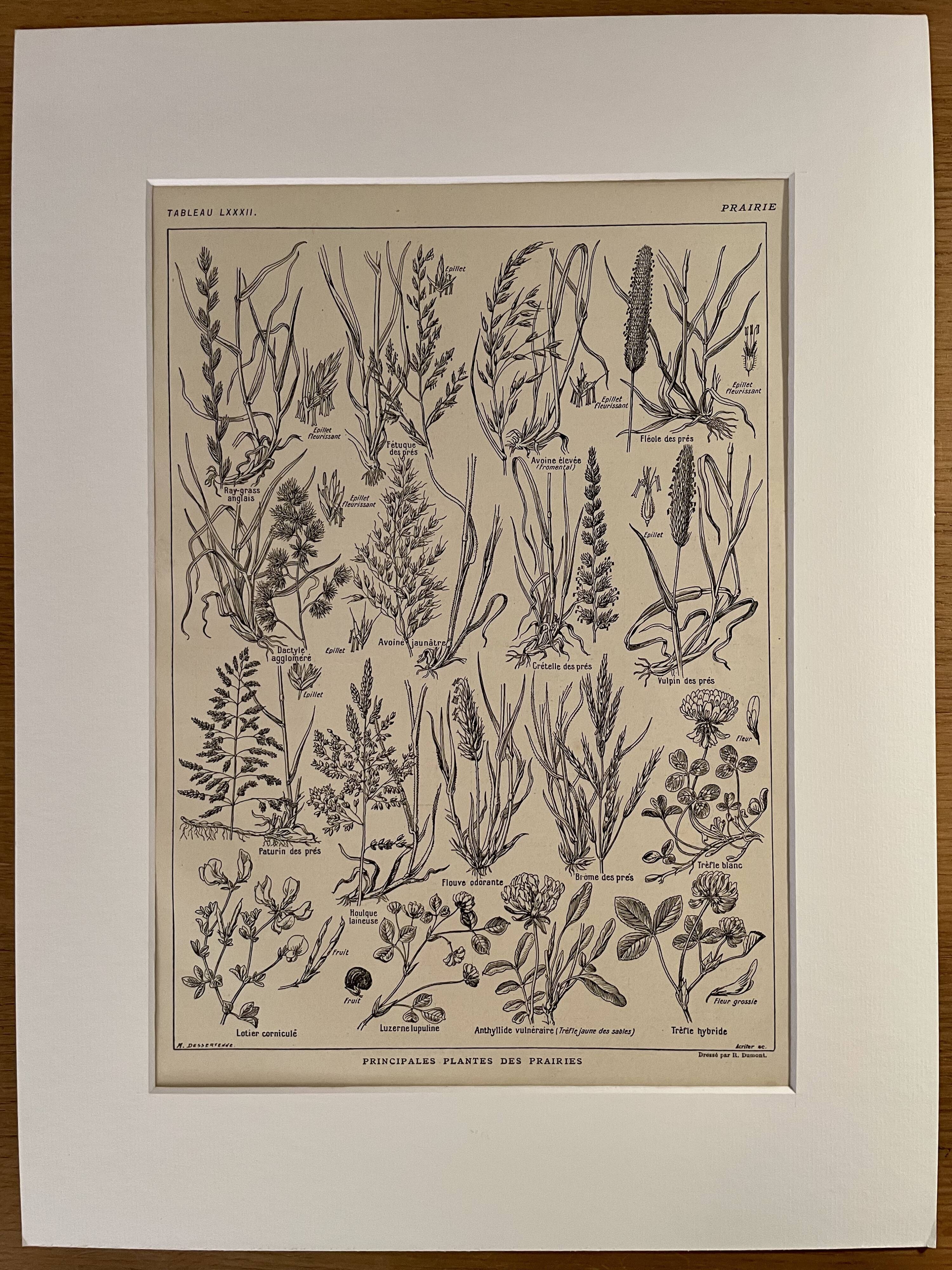 Lithograph on prairie flowers and flowers from 1921
