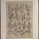 Lithograph on prairie flowers and flowers from 1921
