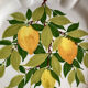 Assiettes citron de menton Perret gentil