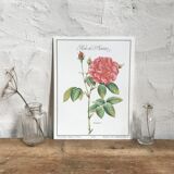 Botanical plank Rose de Provins