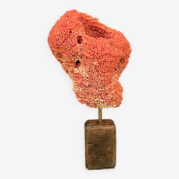 Ancien corail rouge naturel  sur socle bois xixe XXe cabinet de curiosités vintage