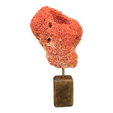 Ancien corail rouge naturel  sur socle bois xixe XXe cabinet de curiosités vintage