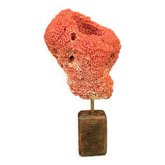 Old natural red coral on 19th century wooden base 20th century vintage cabinet of curiosities