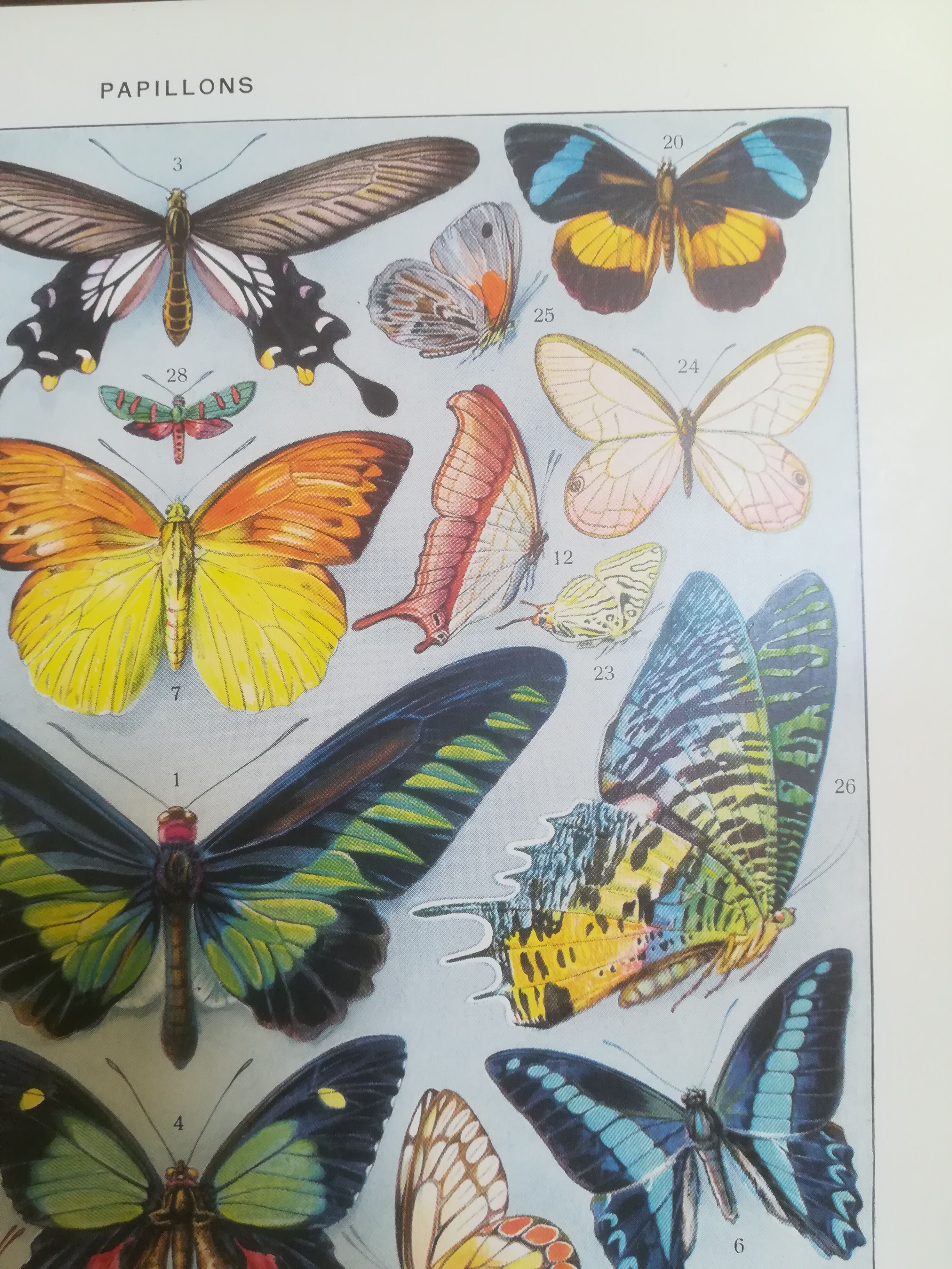 Lithographie sur les papillons de 1928 "exotiques"