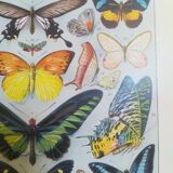 Lithograph on "exotic" butterflies of 1928