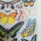 Lithographie sur les papillons de 1928 "exotiques"