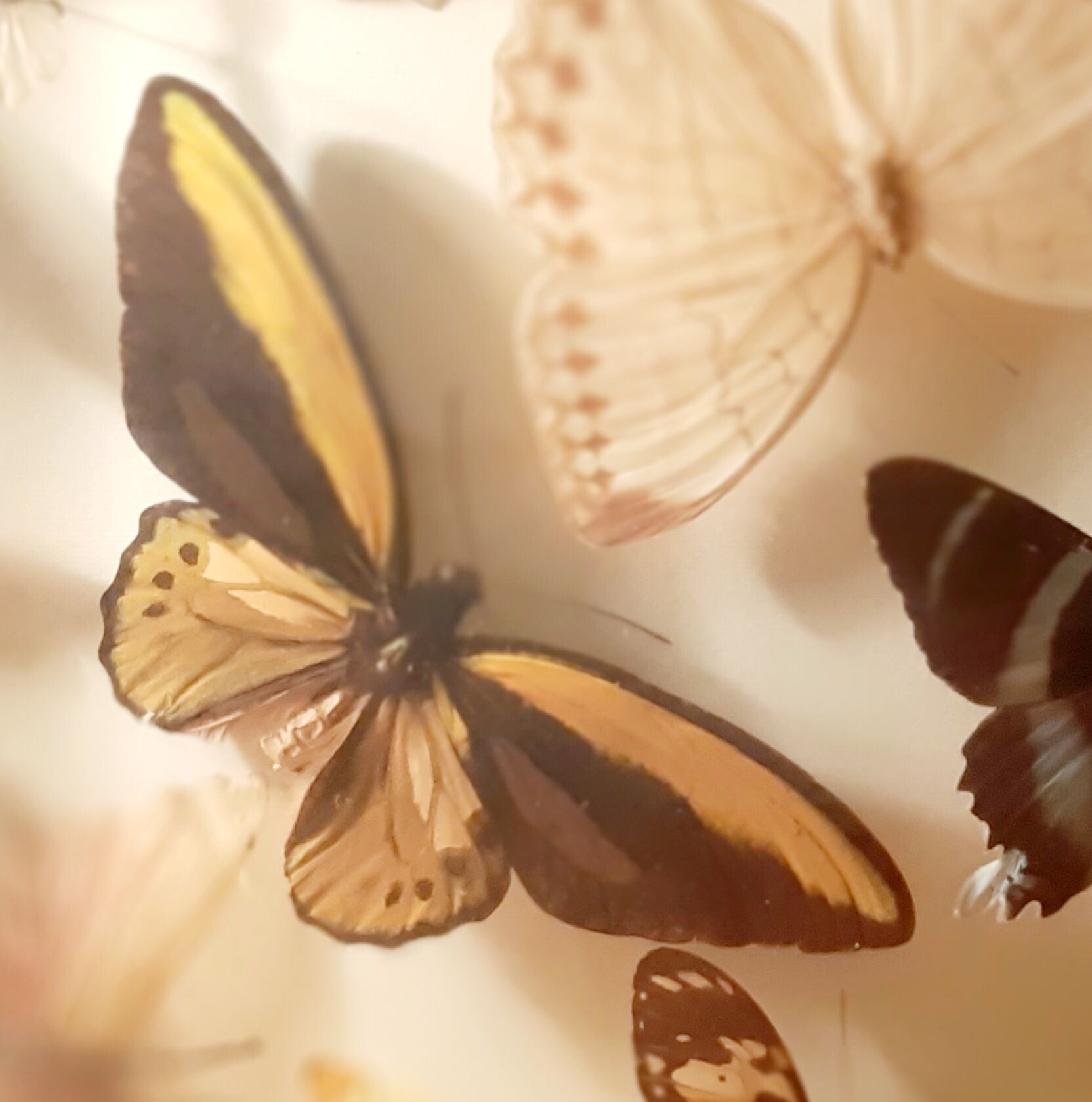 Set of butterflies framed under glass