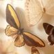 Set of butterflies framed under glass