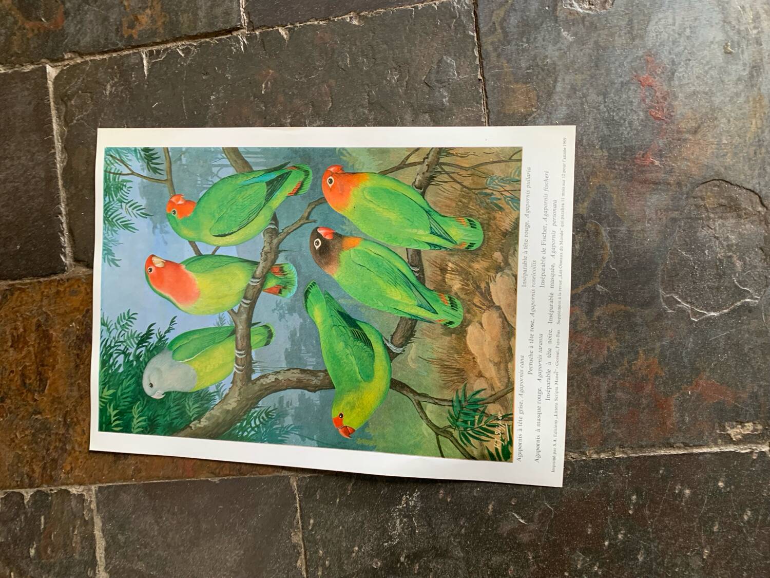 Poster "The Birds of the World" - 1969
