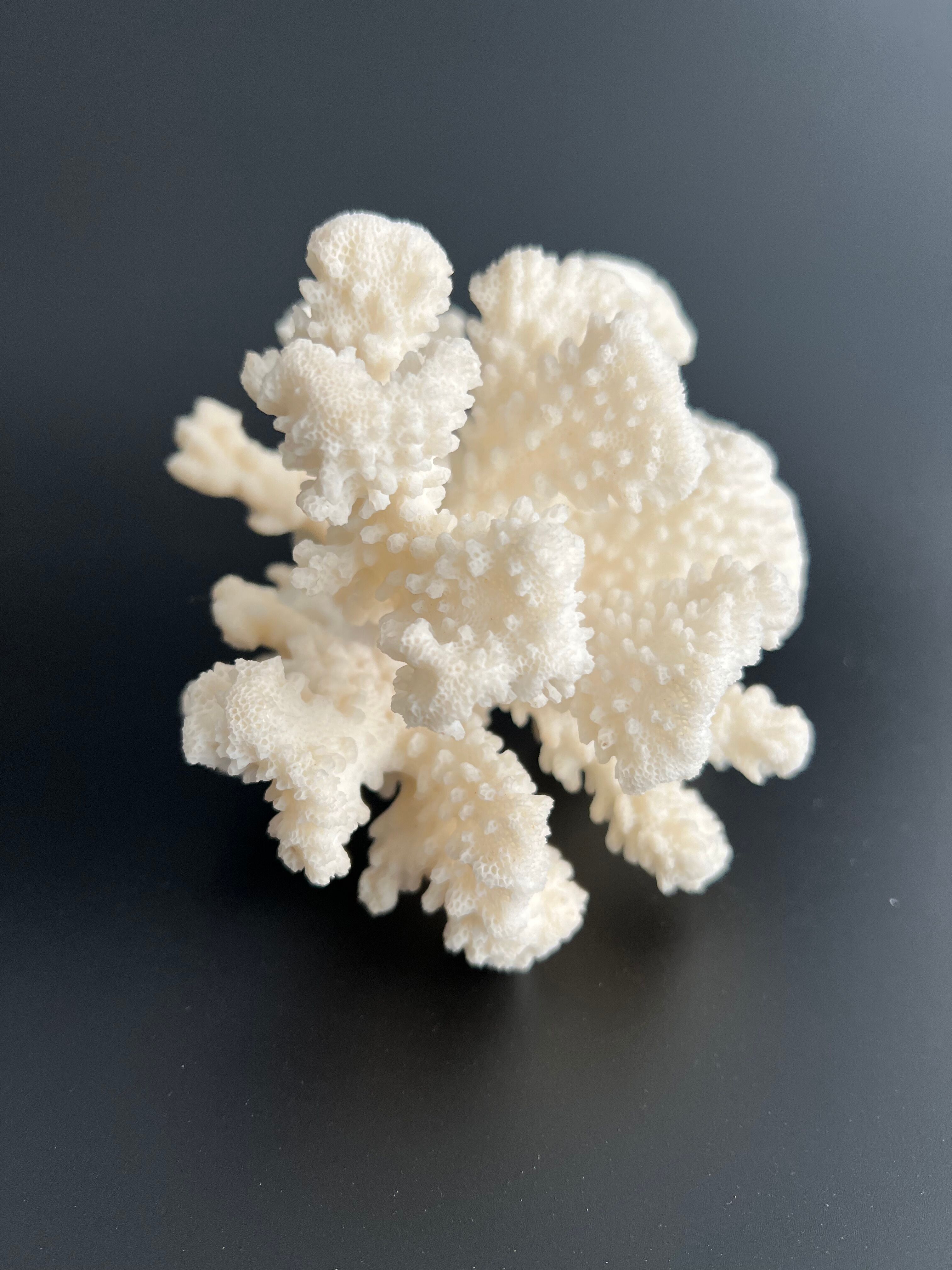 White coral vintage cabinet of curiosity
