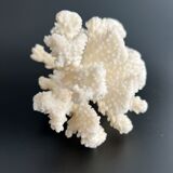 White coral vintage cabinet of curiosity