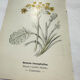 Old botanical engraving – 19th century – Hand-coloured plate
