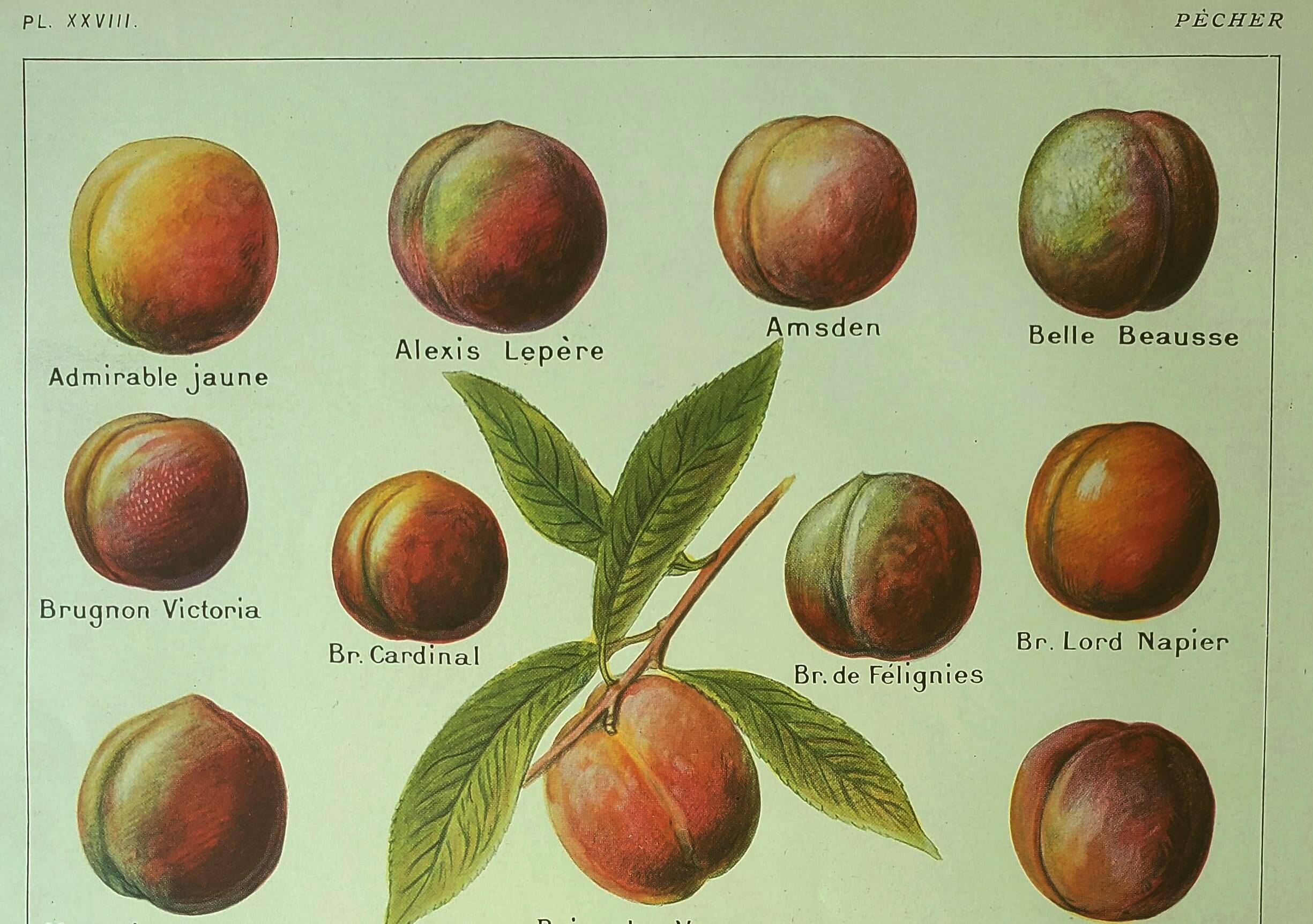 Antique engraving 1921 - Peach by Dessertenne - Vintage orchard fruit