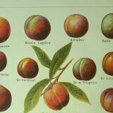 Antique engraving 1921 - Peach by Dessertenne - Vintage orchard fruit