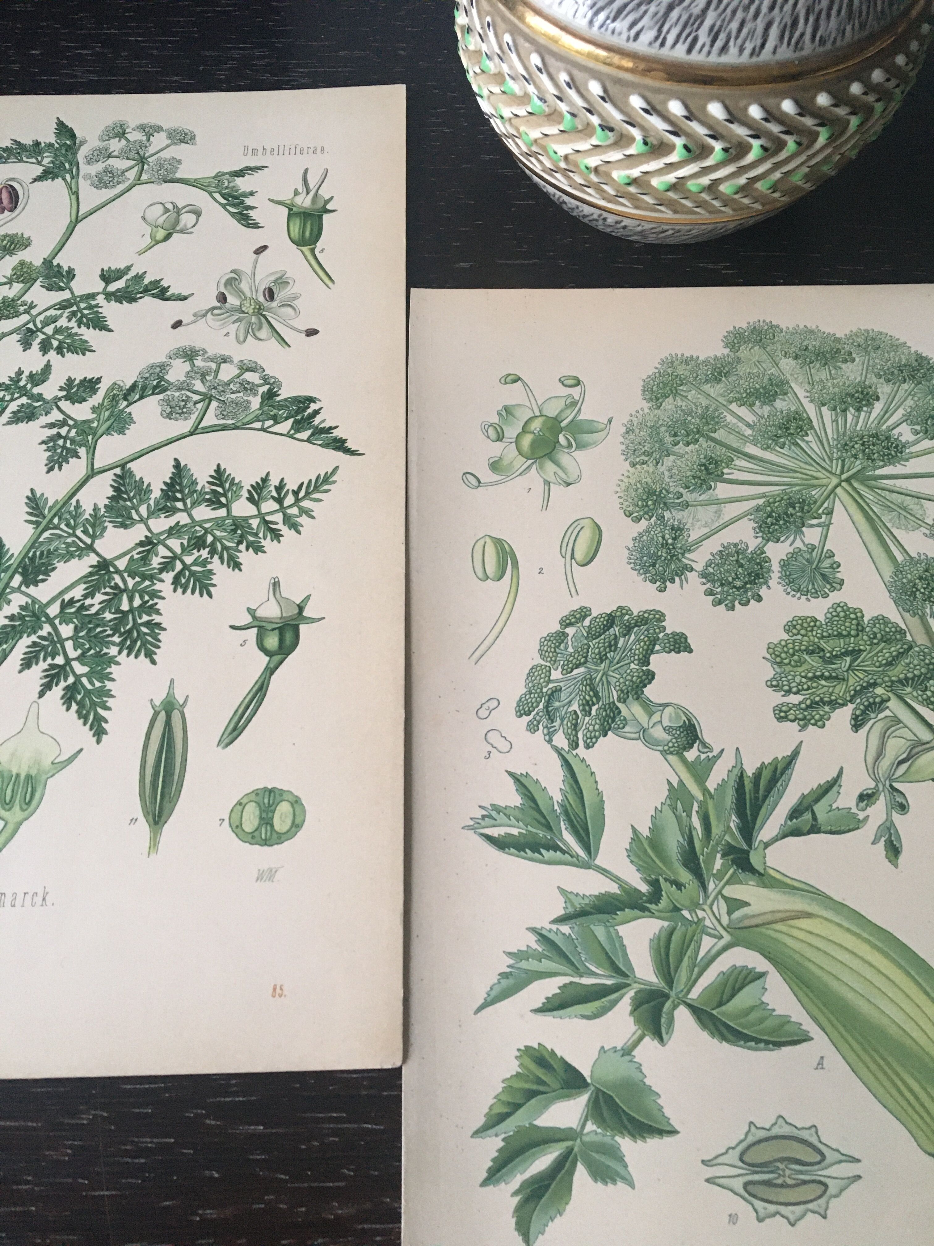 E. botanical plank. Kohler 1887