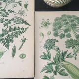 E. botanical plank. Kohler 1887