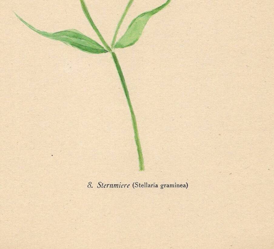 Planche de 1948, Fleurs des prés, stellaire par Strache