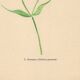 Planche de 1948, Fleurs des prés, stellaire par Strache