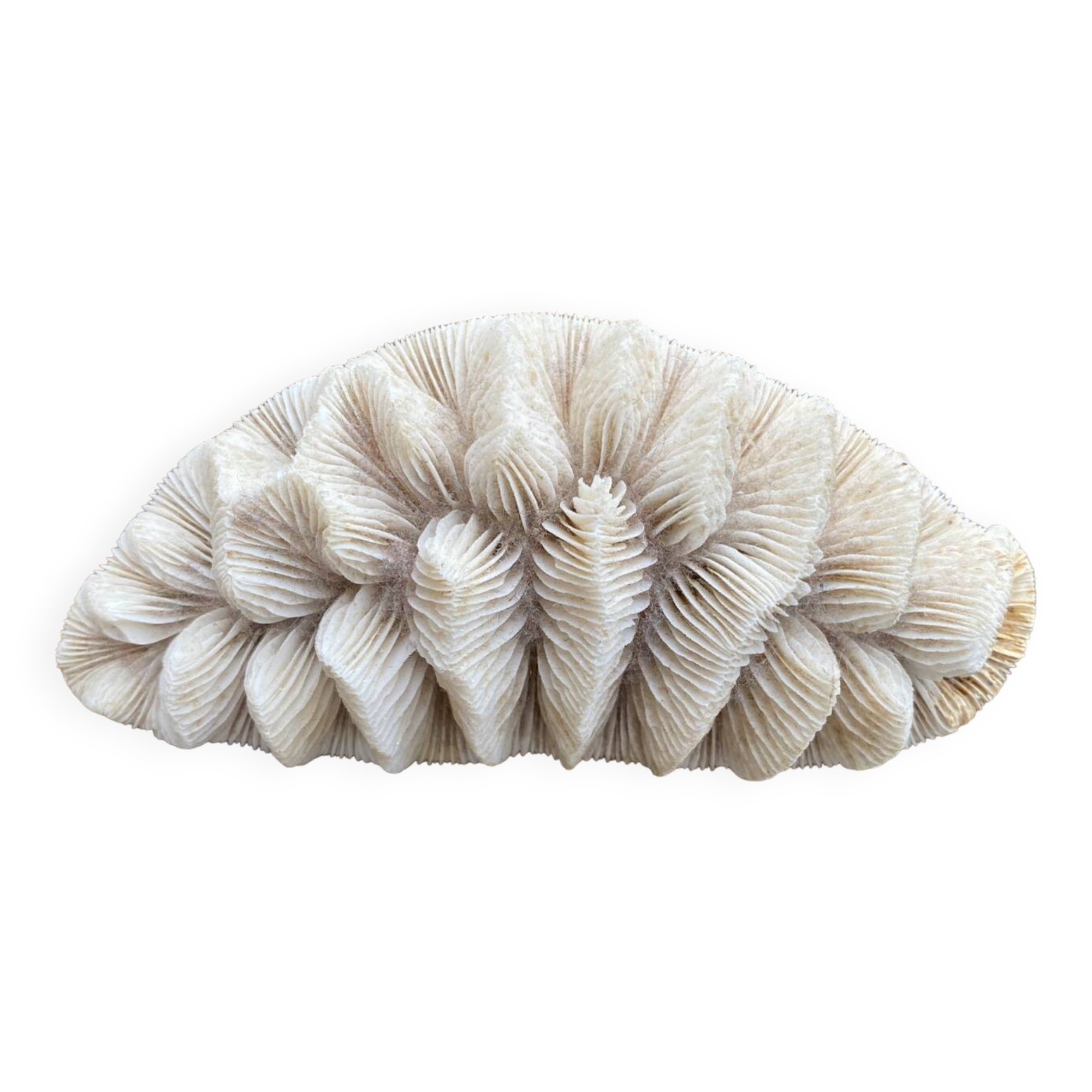 Original vintage coral