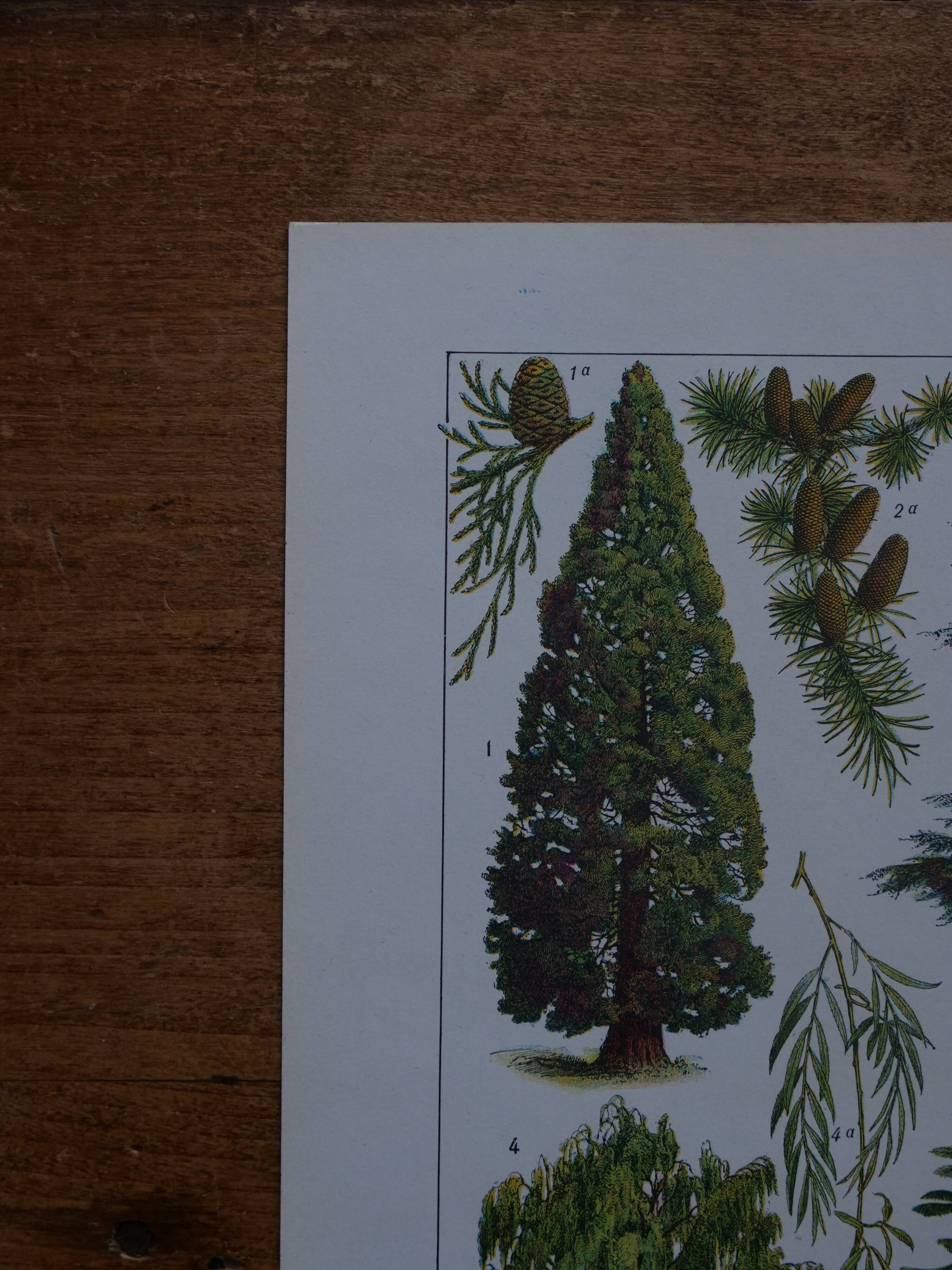 Original lithographs on gardens and ornamental trees