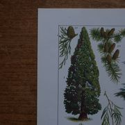 Original lithographs on gardens and ornamental trees
