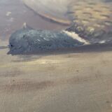 Still Life with Duck HST by Rossi