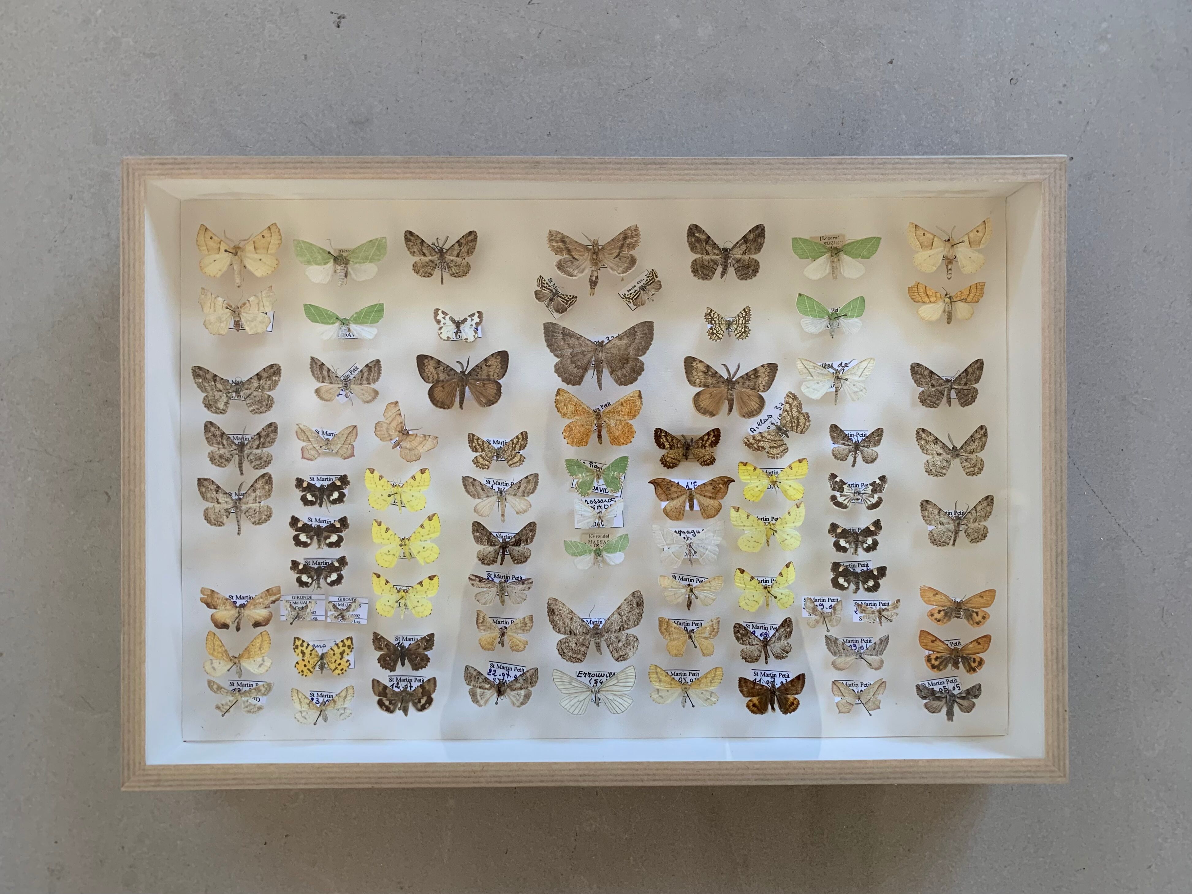 Butterflies stuffed under glass