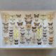 Butterflies stuffed under glass