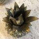 Mauro Manetti vintage pineapple ice bucket