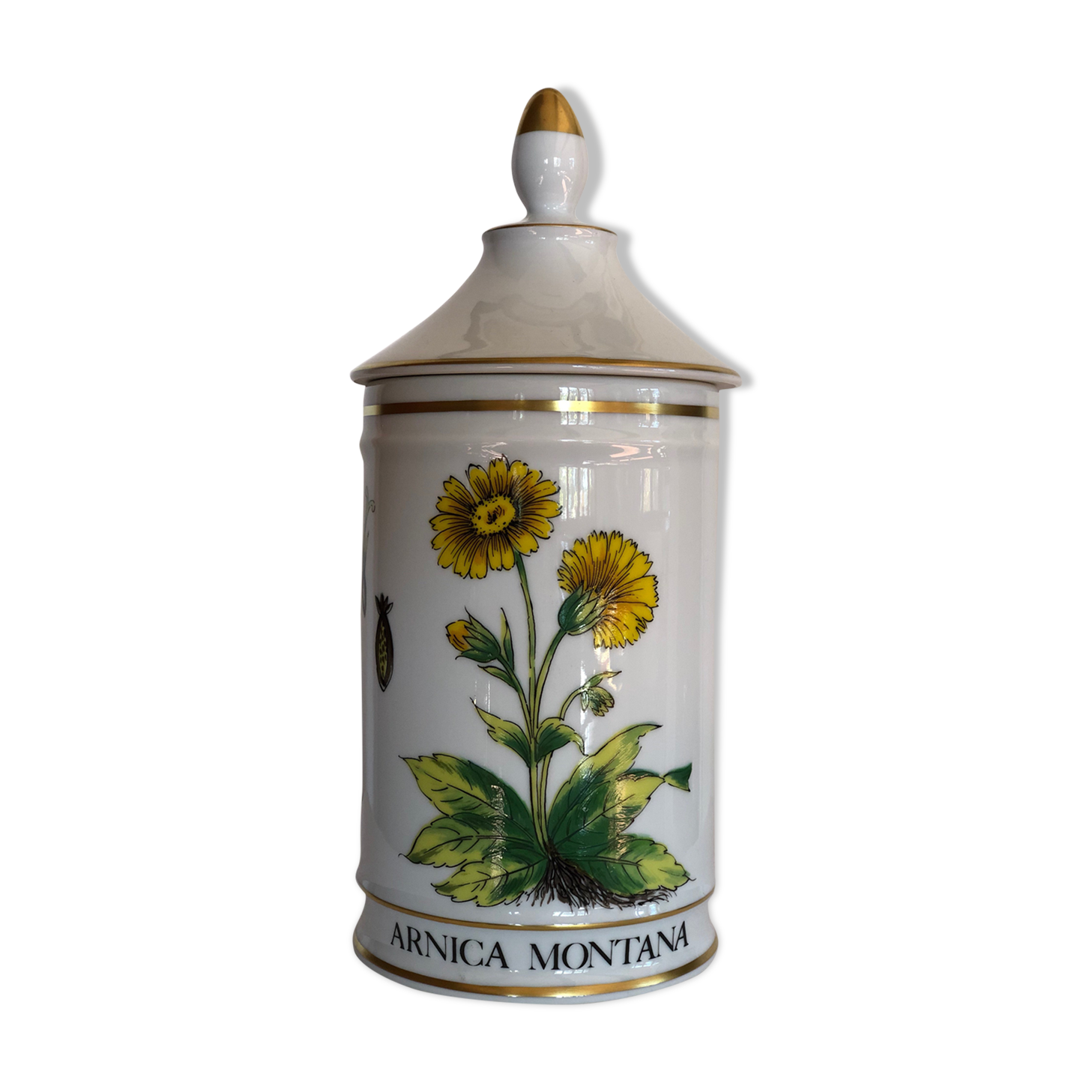 Pharmacy pot "arnica montana"