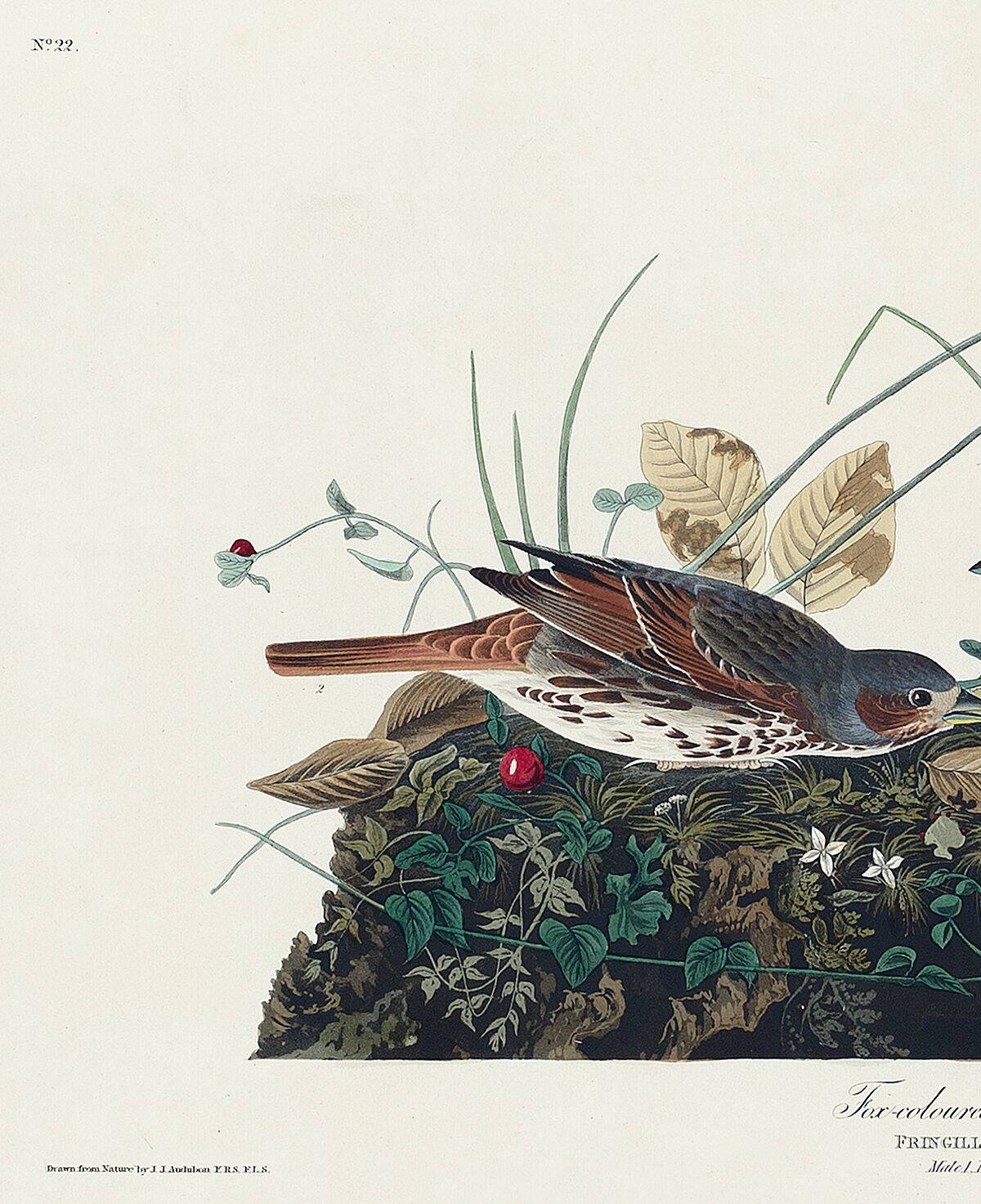Poster about the Tawny Bunting, based on an old engraving from 1827.