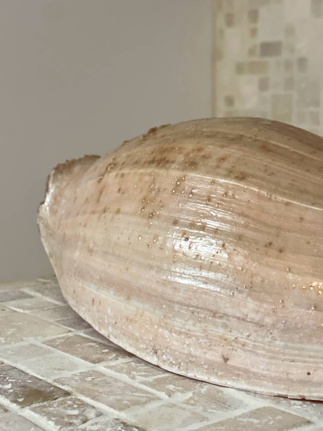 Large Melo Amphora seashell.