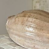 Large Melo Amphora seashell.
