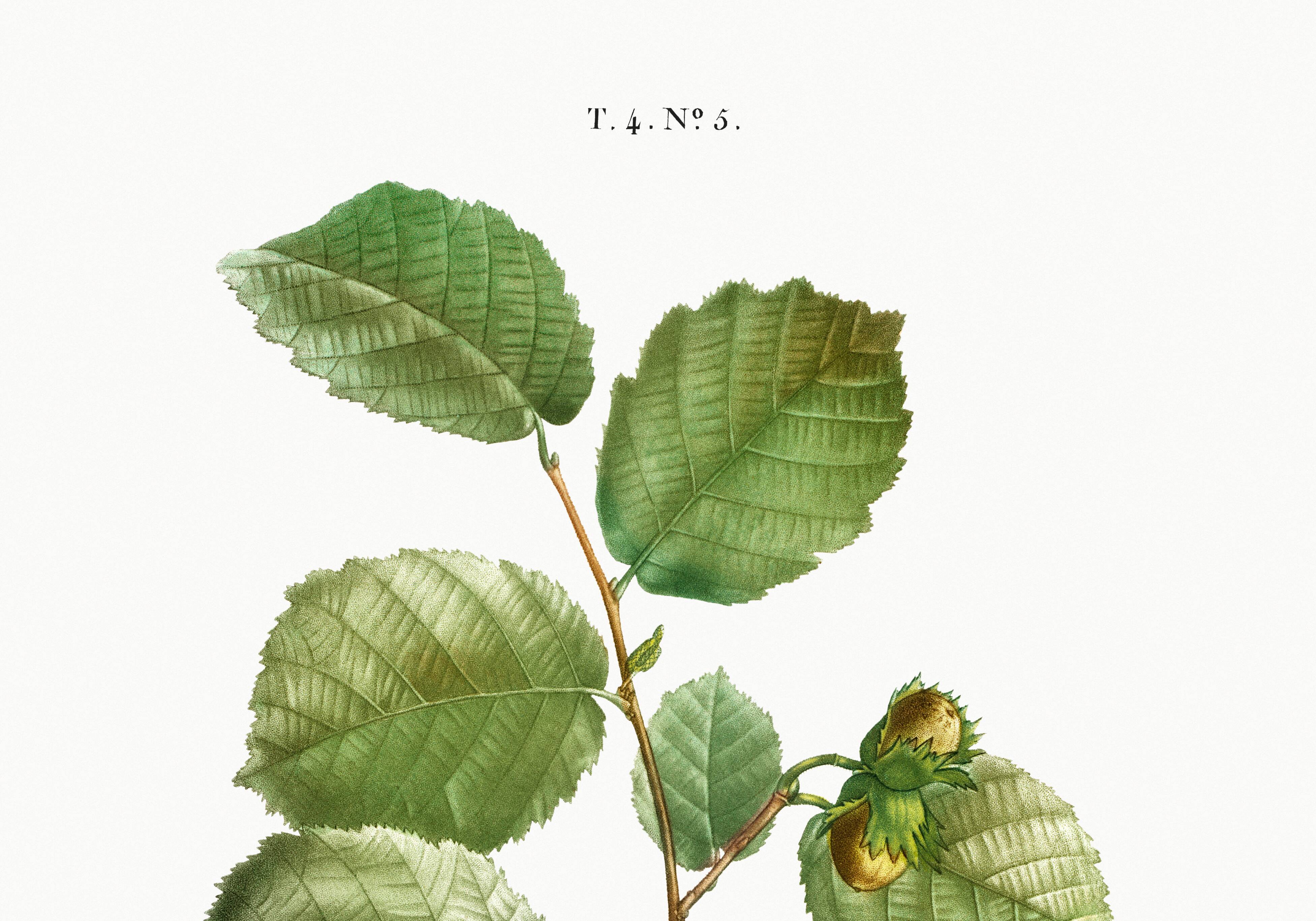 Poster about the hazel tree, based on an old engraving from 1802