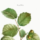 Poster about the hazel tree, based on an old engraving from 1802