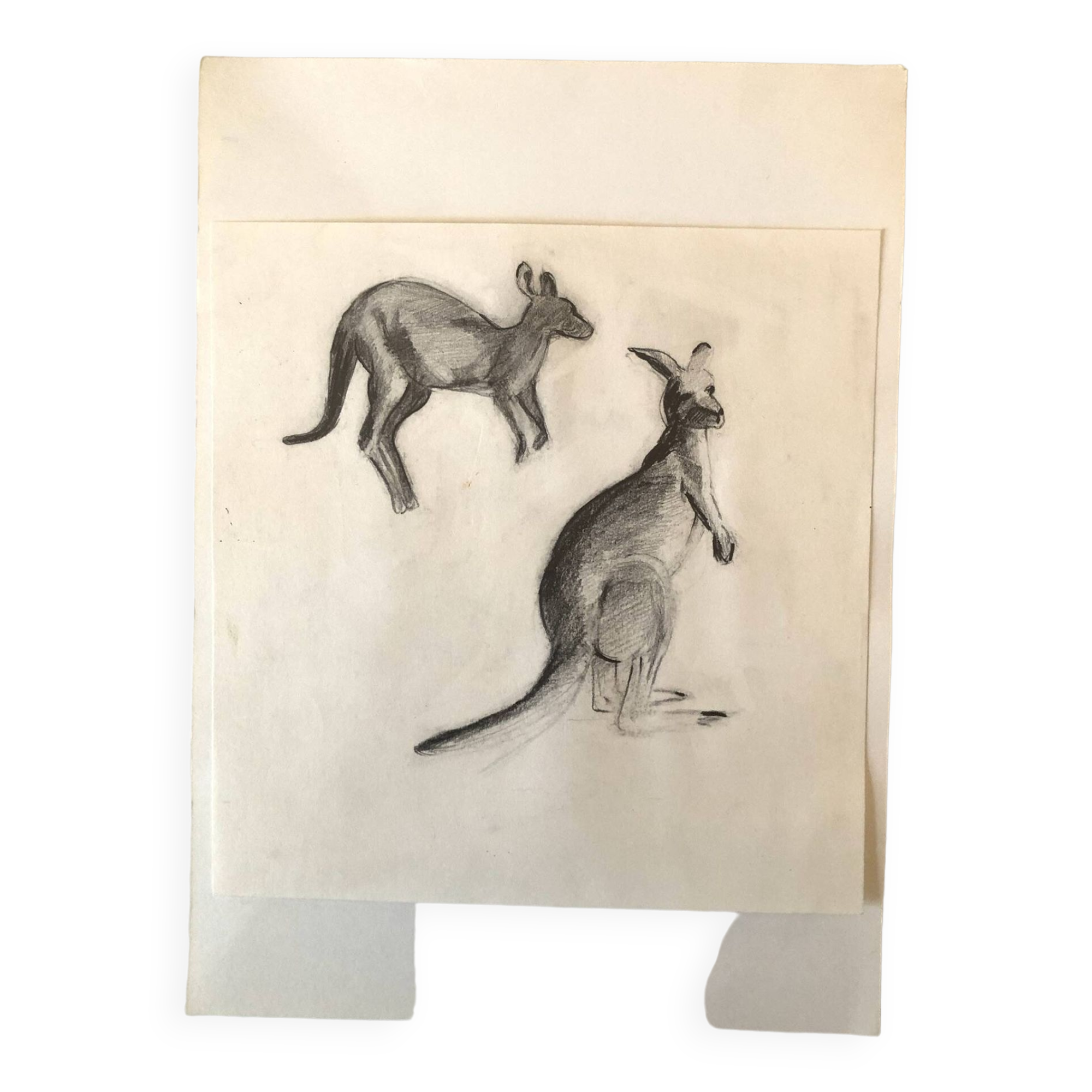 Drawing Kangaroos