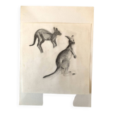 Drawing Kangaroos