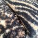 Leopard boucle wool armchair