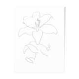 White lily, drawing